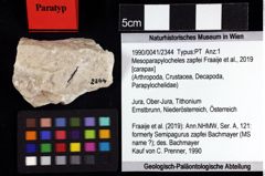 Foto (Objket + Etiketten) von Mesoparapylocheles zapfei (Fraaije et al., 2019) 